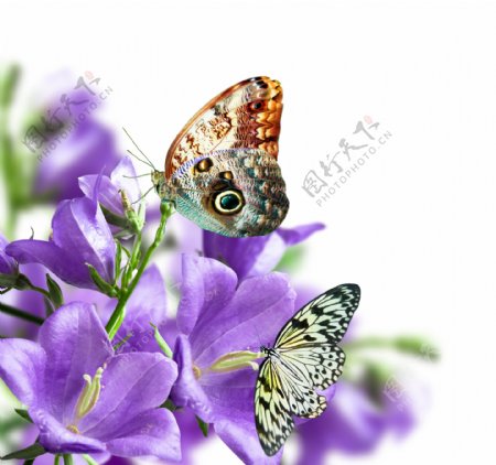 鲜花与蝴蝶