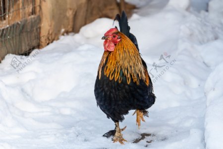 雪地上的母鸡