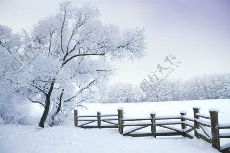 树木雪地风景