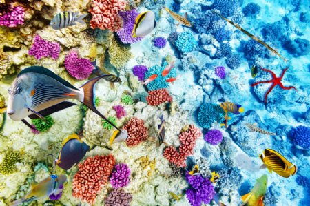美丽珊瑚与鱼群