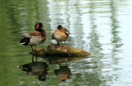 湖中栖息的野鸭图片