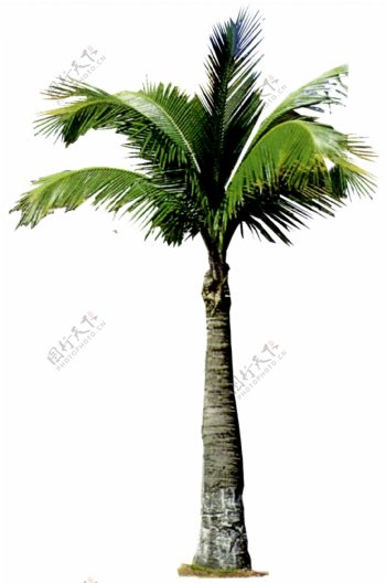 PSD椰子树源文件下载