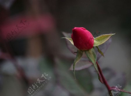 唯美红色玫瑰花苞图片