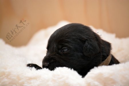 超可爱小黑狗图片