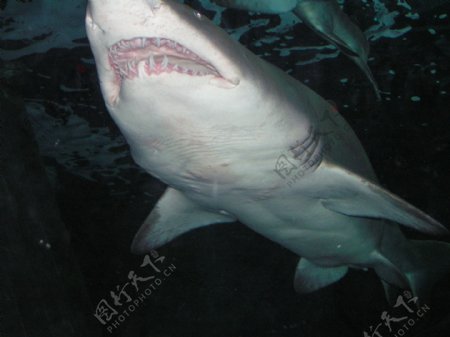 海底大白鲨图片