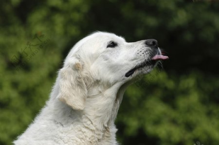 伸着舌头的白色宠物狗