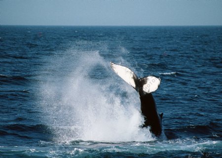 鲸鱼摄影