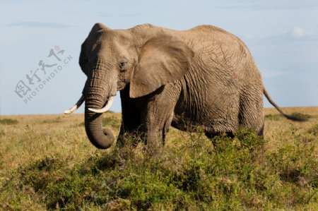 一只大象