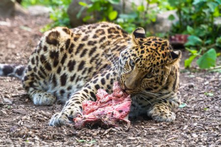 捕食吃肉的豹子