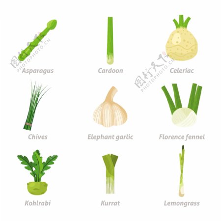 写实风格蔬菜插图集合
