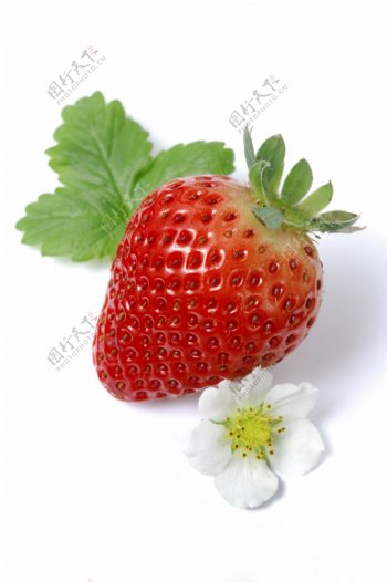 草莓014