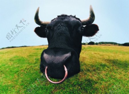 牛家畜牛动物图片