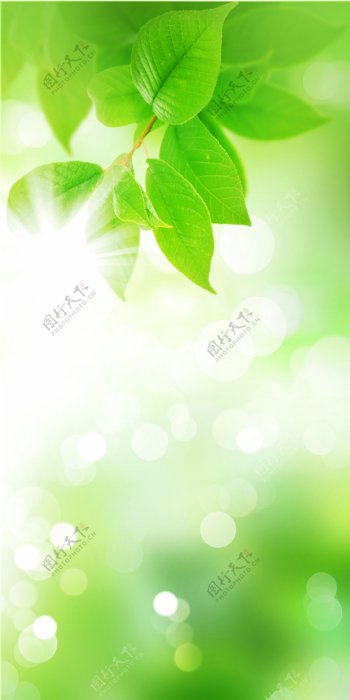 绿色植物背景素材