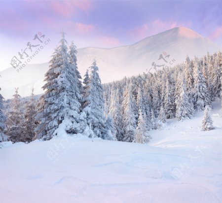 美丽的冬天树林风景图片