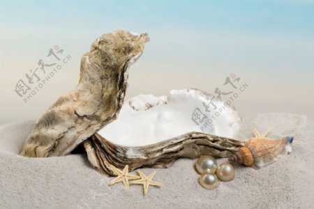 沙滩上的珍珠