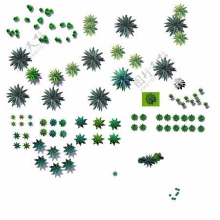 植物平面图素材乔木9