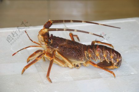 澳洲红龙虾图片