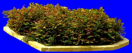 灌木植物贴图素材建筑装饰JPG1966
