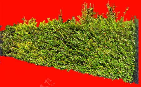 灌木植物贴图素材建筑装饰JPG2024