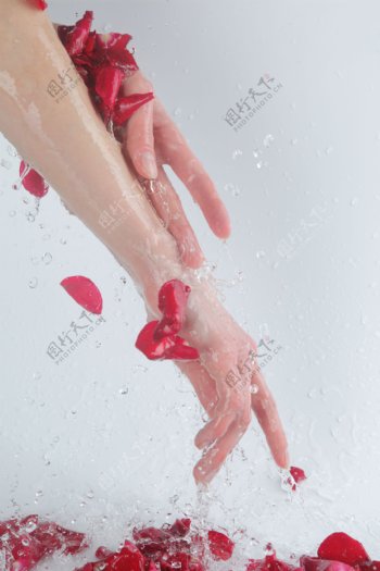 用玫瑰花洗手时摄影图片