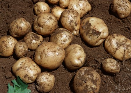 土壤里的土豆图片