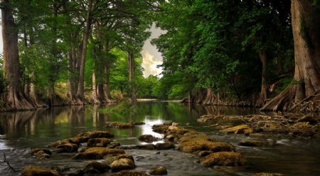 森林的溪水图片