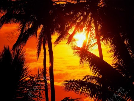 黄昏海边椰子树图片
