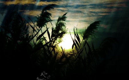 夕阳下芦苇风景图片