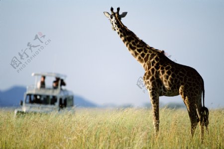 非洲野生动物长颈鹿