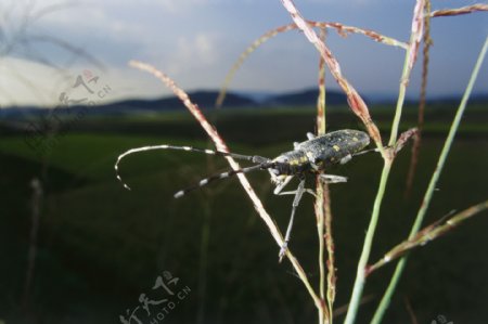 高清昆虫摄影