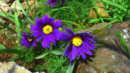 紫色花朵小花