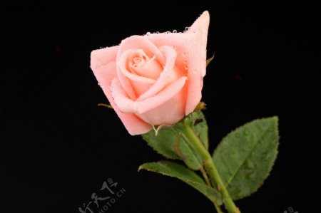 一枝粉色玫瑰花