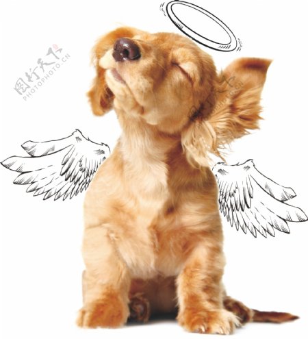 天使狗图片