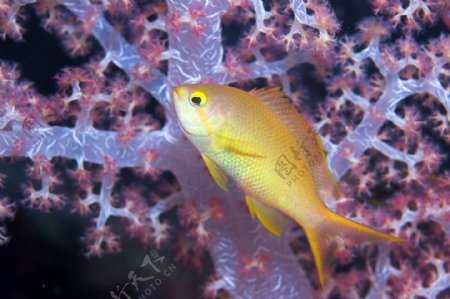 黄色鱼类与珊瑚