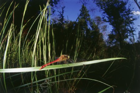 野外的红蜻蜓