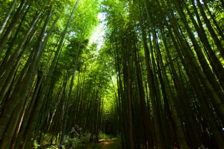 竹林景色摄影