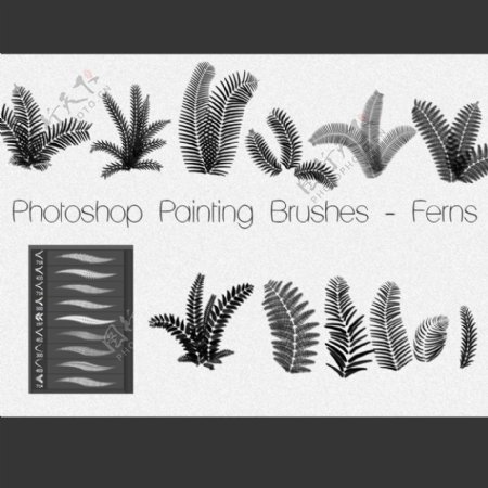 Photoshop蕨类植物素材笔刷下载