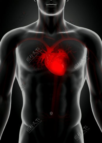 男性人体心脏器官图片