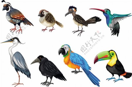 颜色的鸟类收藏