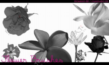 真实的鲜花花朵图案Photoshop笔刷素材下载