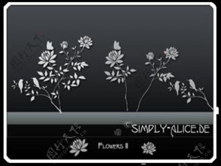 漂亮的植物花纹照片美图背景边框饰品PS笔刷.20