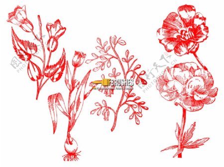 复古式植物鲜花图案版刻花纹PS笔刷下载