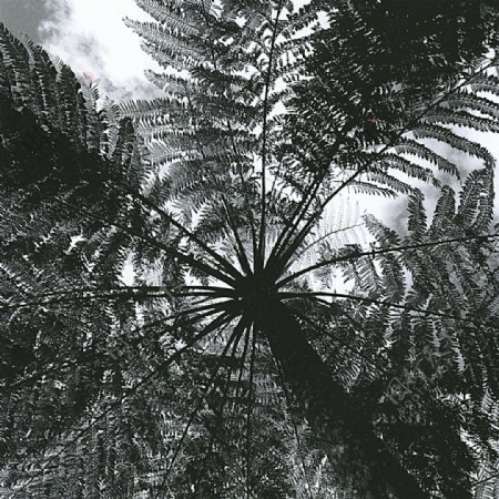 黑白树图片
