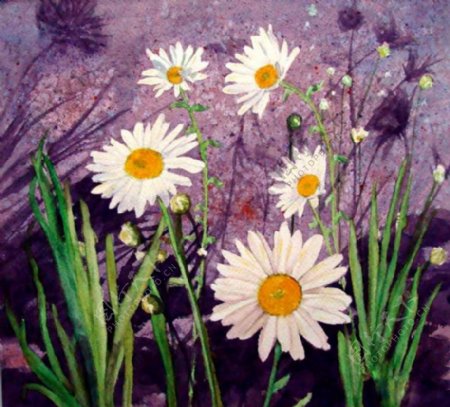位图植物写意花卉花朵菊花免费素材