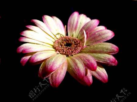 位图植物写实花卉花朵菊花免费素材
