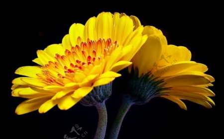 位图写实花卉植物花朵菊花免费素材