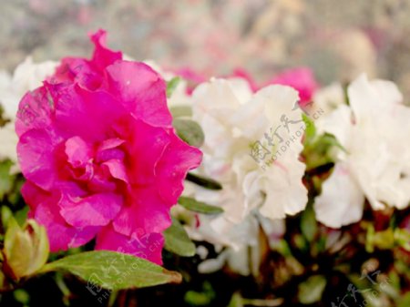 位图植物花朵写实花卉芍药花免费素材