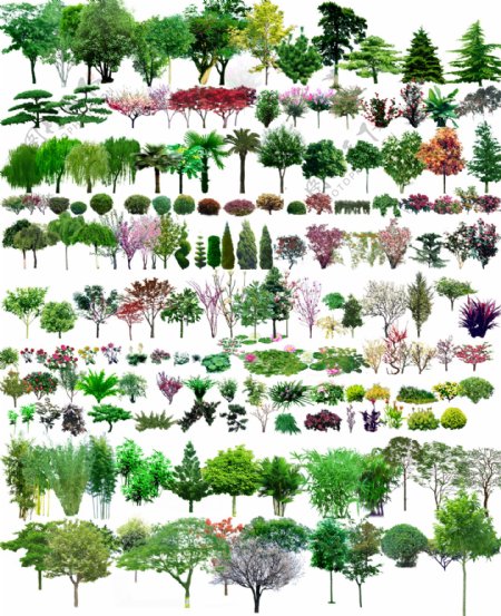 各类园林树