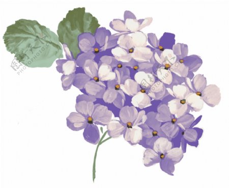 紫色鲜花