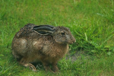 湿棕色的野兔